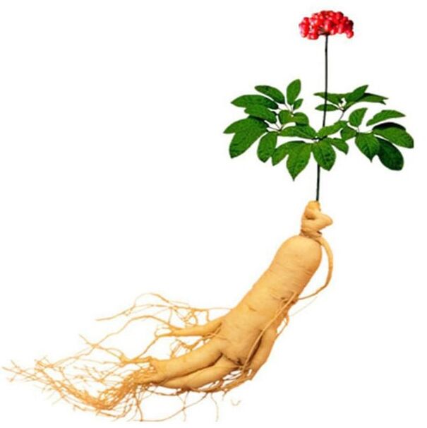 Raíz do ginseng en xtrazex (1)