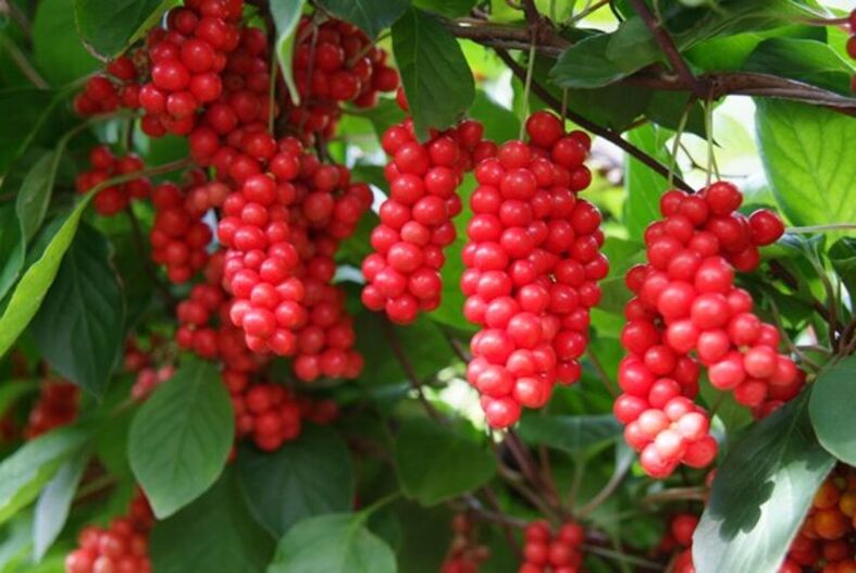Schisandra para aumentar a potencia