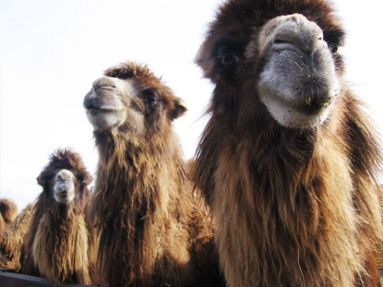 Camel e o seu estómago para potencia